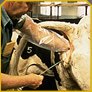 cateteres de inseminacion